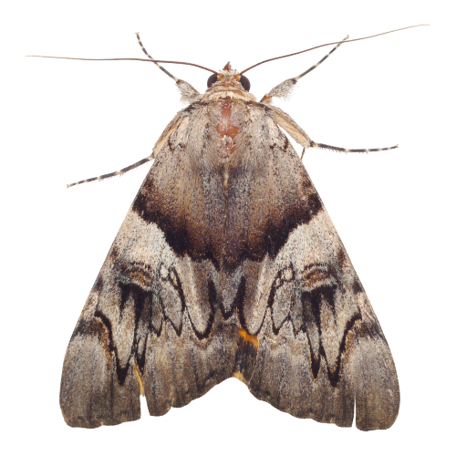 molylepke